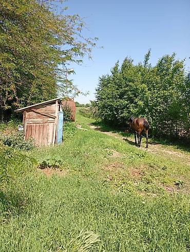 Продажа коттеджей и домов: Продаю дом совхоз ада тоо, участок 11соток, дом 4 к, кух, баня, гараж — 6
