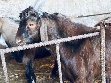 Продам с/х животных: Продаю | Козёл (самец), Козлёнок | Полукровка, Нубийская, Битал | Для разведения | Племенные — 8
