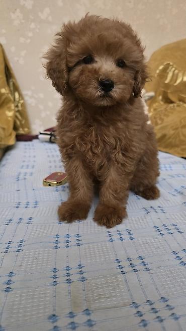 york terrier: Yorkşir teryer, 2 ay, Dişi, Ödənişli çatdırılma — 1