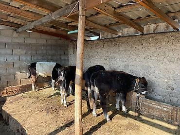 козу гриль токмок цена: Продаю | Музоо, торпок | На откорм | Привязанные — 1