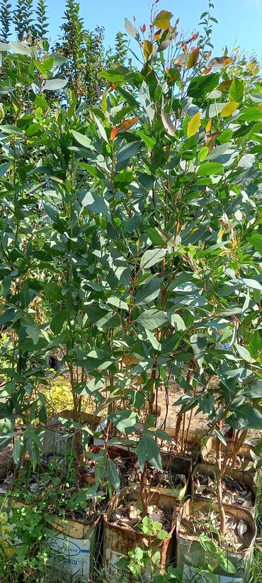 suni bitki: Ekfalipt ağacı ölçüler muxtelifdir qiymet ferqlenir bakiya ve diğer