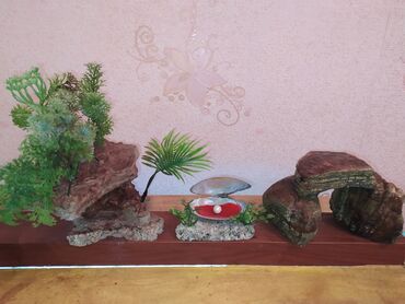 купить аквариум в баку: Akvarium dekorları