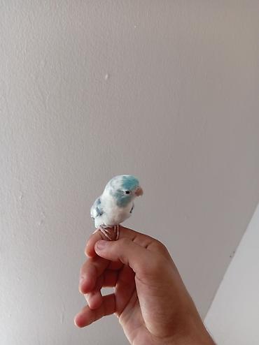 hamster kafesi: Ələ örgəşmiş erkək forpus papuqayı,qəti şəkildə dişləmir. Tam sağlam — 5