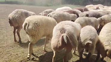 toyuq ucuz qiymete: Dişi, il: 1, Damazlıq, Pulsuz çatdırılma — 1