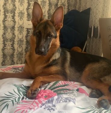 alman çoban köpeği: Alman çoban iti