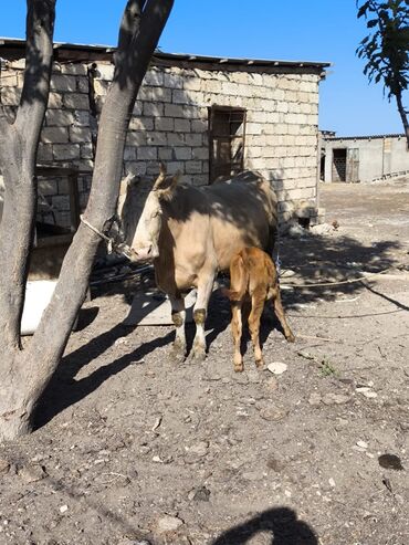 kiseli inek: Dişi, Simental, il: 1, Südlük, Ünvandan götürmə