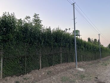 Ağaclar: Yaşıl canlı çəpər – Ligustrum (Privet) kolları - Məhsul — 2