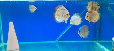 akvarium balıqları: Tecili satilir 7 dene diskus qiymetde razilasmaq olar