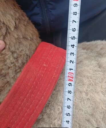 бээ кобыла байтал: Продаю | Баран (самец) | Арашан | Для разведения | Осеменитель