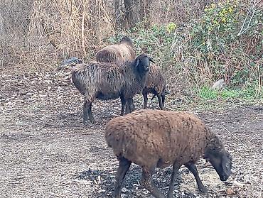 Баран, овца: Продаю | Овца (самка) | На забой — 1