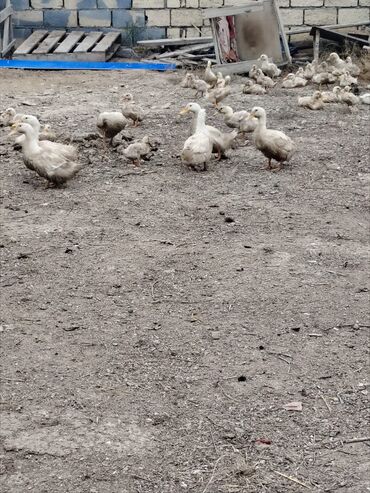 Ördəklər: Səsli Pekin ördək balaları və lal ördək balaları 1 ay, 40, 60, ve 80 -da lalafo.az — 4 Ördəklər: Səsli Pekin ördək balaları və lal ördək balaları 1 ay, 40, 60, ve 80 — 4