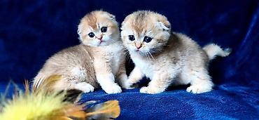 Продажа кошек: Скотиш Фолд (Шотландская вислоухая), 2 месяца, Девочка, Золотая шиншилла — 26