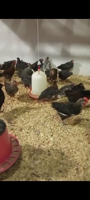 qaşqaldağ quşu: Tam saglam qurdndermanl verilmis vaksin olunmus colpalar satllr esil — 3