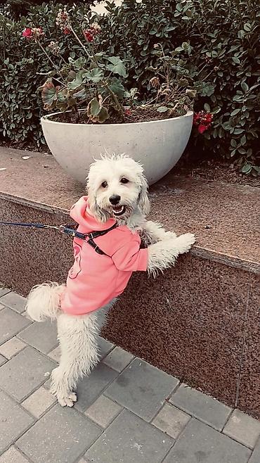 ucuz pudel: Erkey pudel,maltes axtarılır cütlesdirmey üçün — 1