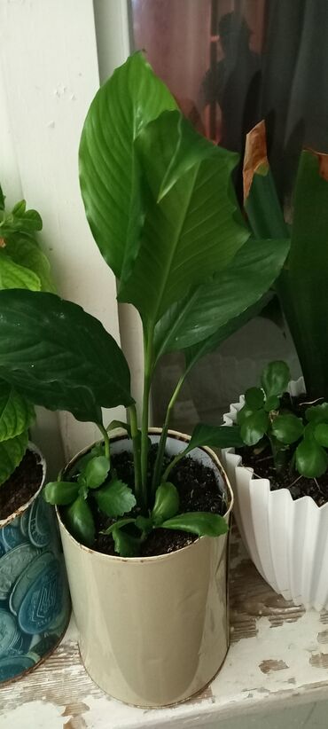 Otaq bitkiləri: 6-30 aznə kimi qiymətlər mövcuddur — 6