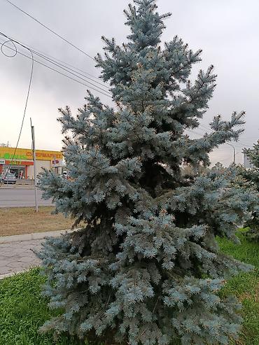 ёлка голубая: Ель колючая (Picea pungens), известная как «голубая ель». - Сортовая — 2