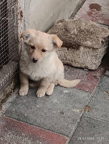 İtlər: Zvonok, 1 ay, Ödənişli çatdırılma — 9