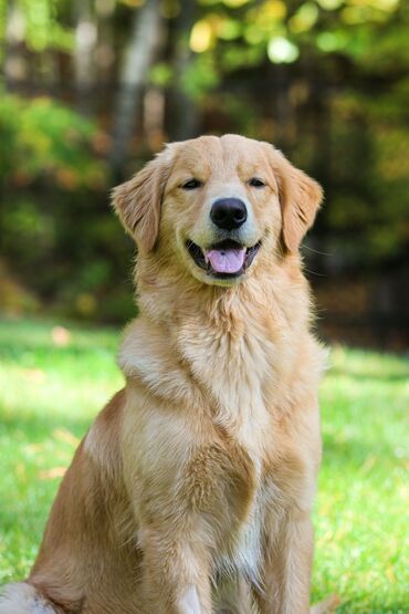 Gəmiricilər: Retriever, 2 ay, Dişi, Ünvandan götürmə
