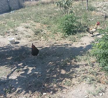 cins toyuqlarin satisi: Salam kənd yumurtası satılır.2-3 gündən bir yumurta olur.Həyətdə — 7