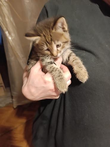 Отдам даром кошку: Котята девочки мальчики 1,5 месяца (серые мальчики, чёрно-белым — 21