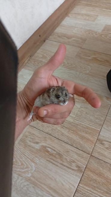 hemıstır: Qəfəs qarisiq 100 manat Cırtdan hamsterlər (ağ və boz rənglər) – Növ — 3