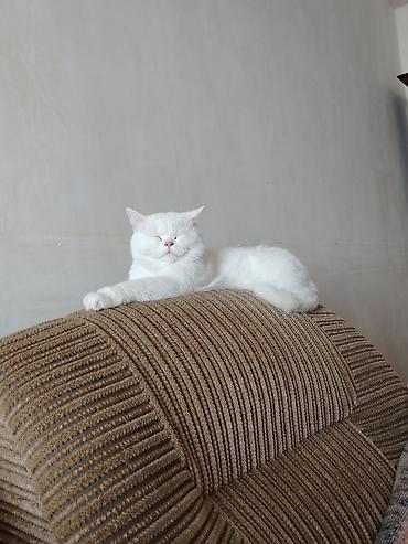 heyvan pişik: Qızıl şinşilla, Erkək, Dişi, Yaxşı əllərə, Ödənişli çatdırılma — 7