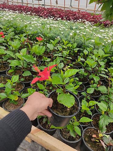 Digər bitkilər: Saksıda dekorativ çiçəkli bitkilər - Növ: Euphorbia milii (Tac-ı — 4