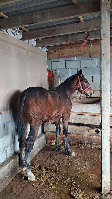 Лошади, кони: Продаю | Конь (самец), Жеребенок | Для разведения, Конный спорт at lalafo.kg — 3 Лошади, кони: Продаю | Конь (самец), Жеребенок | Для разведения, Конный спорт — 3