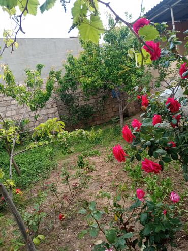 Bağ evlərinin satışı: Digah, 23 kv. m, 3 otaqlı, Qaz, İşıq, Su — 6