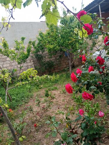 Otaqların uzunmüddətli kirayəsi: Satilr: geniş və işıqlı otaq.2 otaq 1 zal metbex hamam ayaq yolu — 12