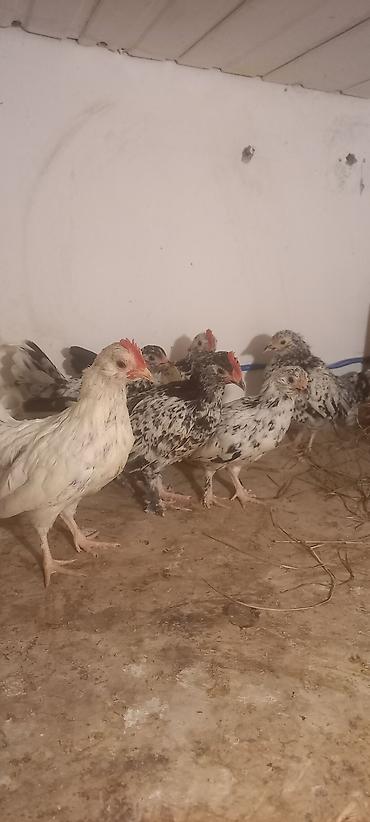 Cücələr: Toyuq cücələri, Damazlıq -da lalafo.az — 12 Cücələr: Toyuq cücələri, Damazlıq — 12