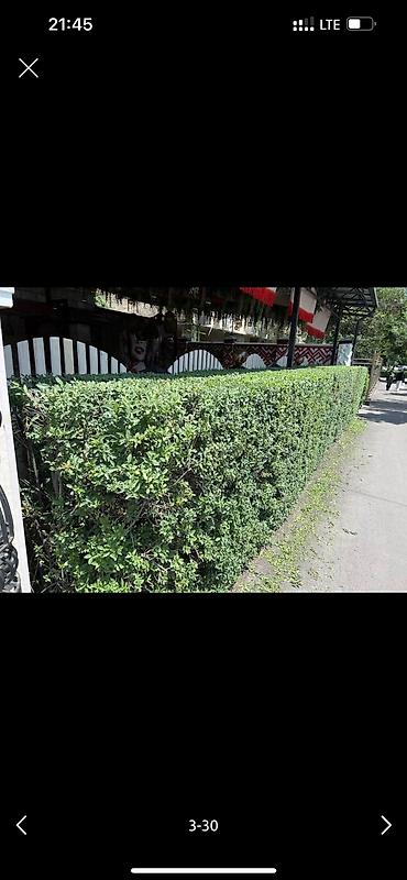 Дворники, садовники: 🌱Я Садовник Стрижка Живой изгородь,самшит,Туи,хвойные растения, Я — 3