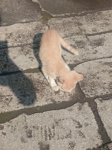 сухой корм для кошек: Отдам котят в хорошие руки — 1