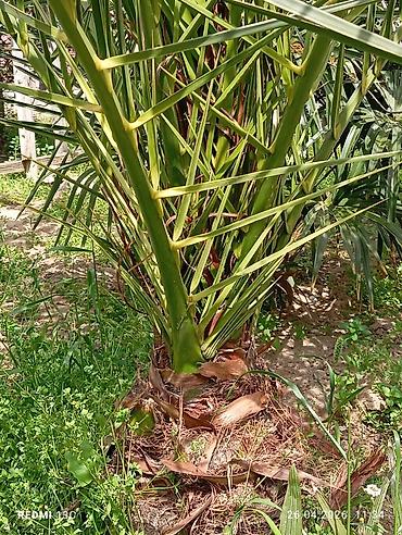 agaclar: Xurma, Palma . hündürlük 2metrkötüyün eni 50 sm — 2