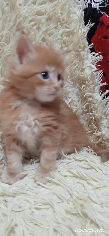 Продажа кошек: Мейн-кун, 1 месяц, Девочка at lalafo.kg — 13 Продажа кошек: Мейн-кун, 1 месяц, Девочка — 13