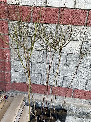 Роза: Продаю Розы ОПТОМ!!! На продажу есть розы в большом количестве разных — 8