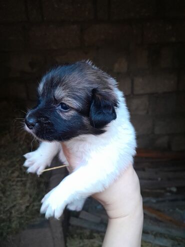 İtlər: Zvonok, 1 ay, Dişi, Ünvandan götürmə — 9