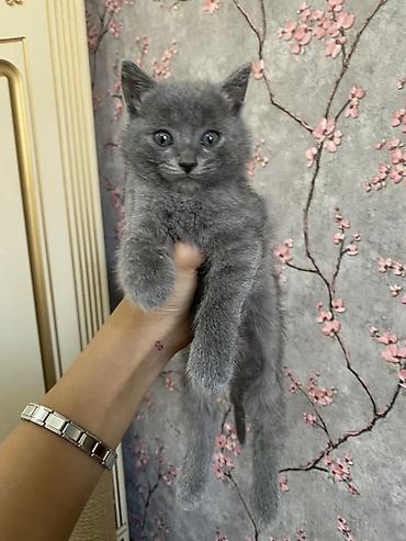 Продажа кошек: Котята, домашнее потомство. На выбор 5 малышей Особенности: - Возраст — 5