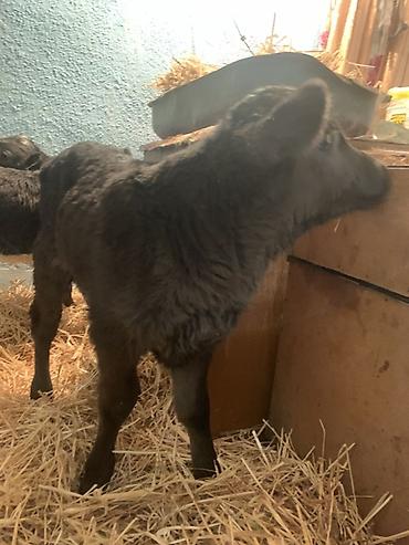 Коровы, быки: Продаю | Музоо, торпок | Ангус, Швицкая | На откорм, На забой, Для разведения | Племенные — 4