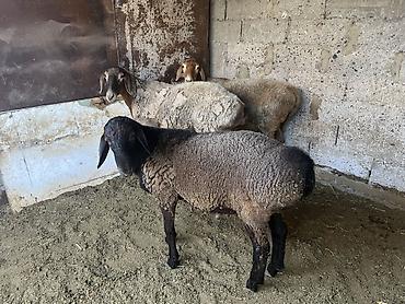 кой сойгуч: Продаю | Баран (самец) | На забой — 2