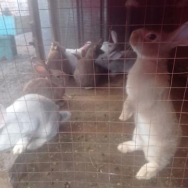 Кролики: Продаю | Крольчата — 7