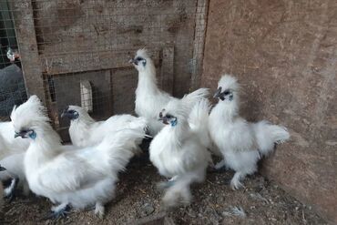 куры домашние цена: На продажу китайский шелк куры петухи