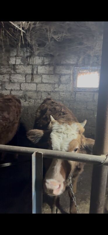 Inəklər, öküzlər: 18 baş dişi 230kq usbe us cekileri 5 aydi bağdadı — 8