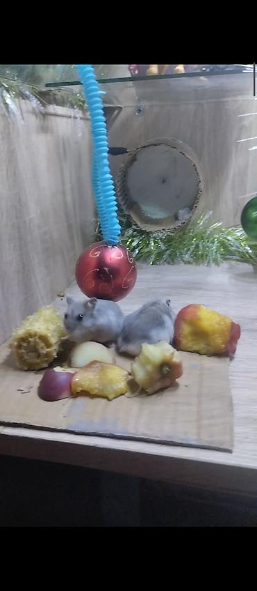 mini led: Məhsul: Dekorativ işıqlı akvarium/teraryum vitrin-kabinəsi Təsvir: - — 6