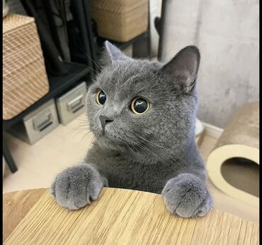 дом для котов: Британская короткошёрстная кошка (окрас голубой) - Плотная плюшевая