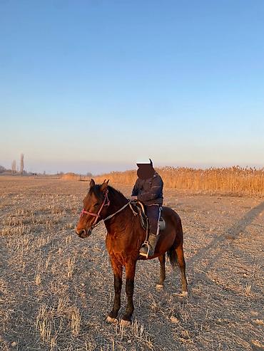 Другие животные: 4 асый . рост 165 улагы бар, казан улак жана жер улак — 8