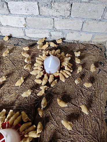 Ördəklər: Məhsul: Ördək balaları (cücələr) Təsvir: - Şəkillərdə böyük sayda — 4