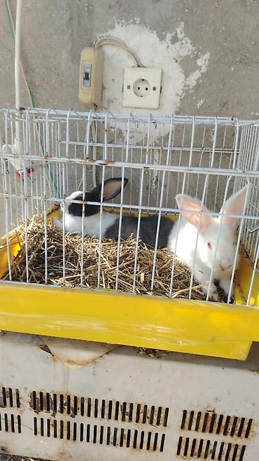 Dovşanlar – qəfəs ilə birlikte 20 manat - Növ: ev dovşanları (iki lalafo.az -da Dovşanlar – qəfəs ilə birlikte 20 manat - Növ: ev dovşanları (iki
