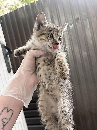 Котёнок (полосатый) с пятнышками на животике. - Возраст: примерно