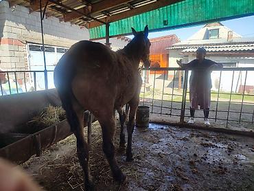 Лошади, кони: Продаю | Кобыла (самка) — 6